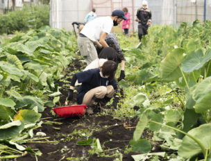 里芋の収穫、大根の間引き、いつも初めての体験ができる場所！冨澤ファームの援農ボランティア