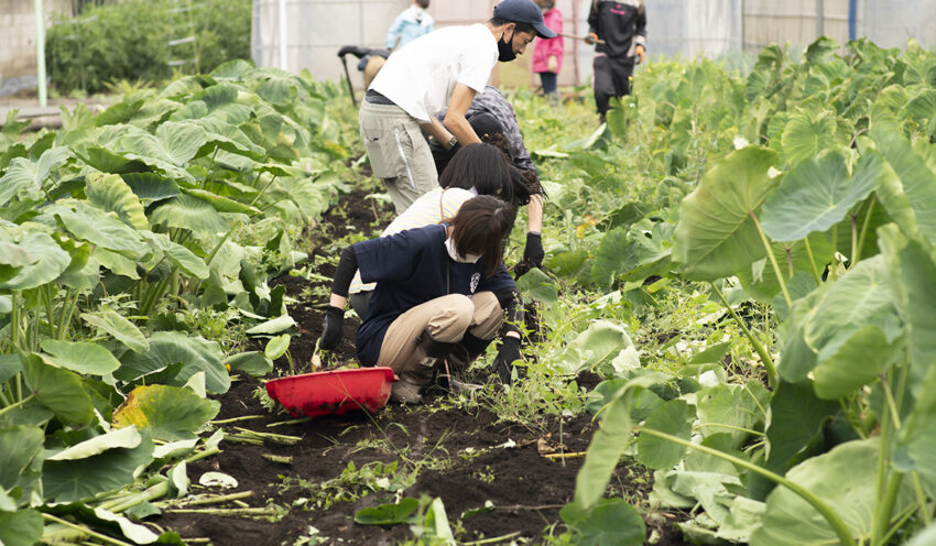 里芋の収穫、大根の間引き、いつも初めての体験ができる場所！冨澤ファームの援農ボランティア